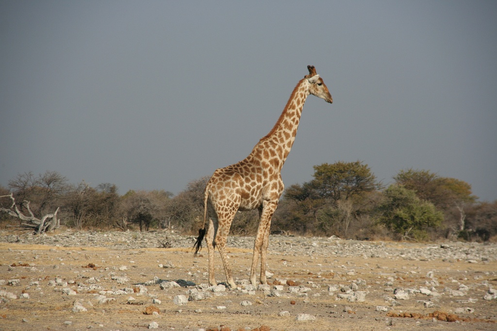 Namibia (8)